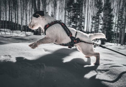 Bilde av VIP Dogwear HUNTING multisport sele Hunting